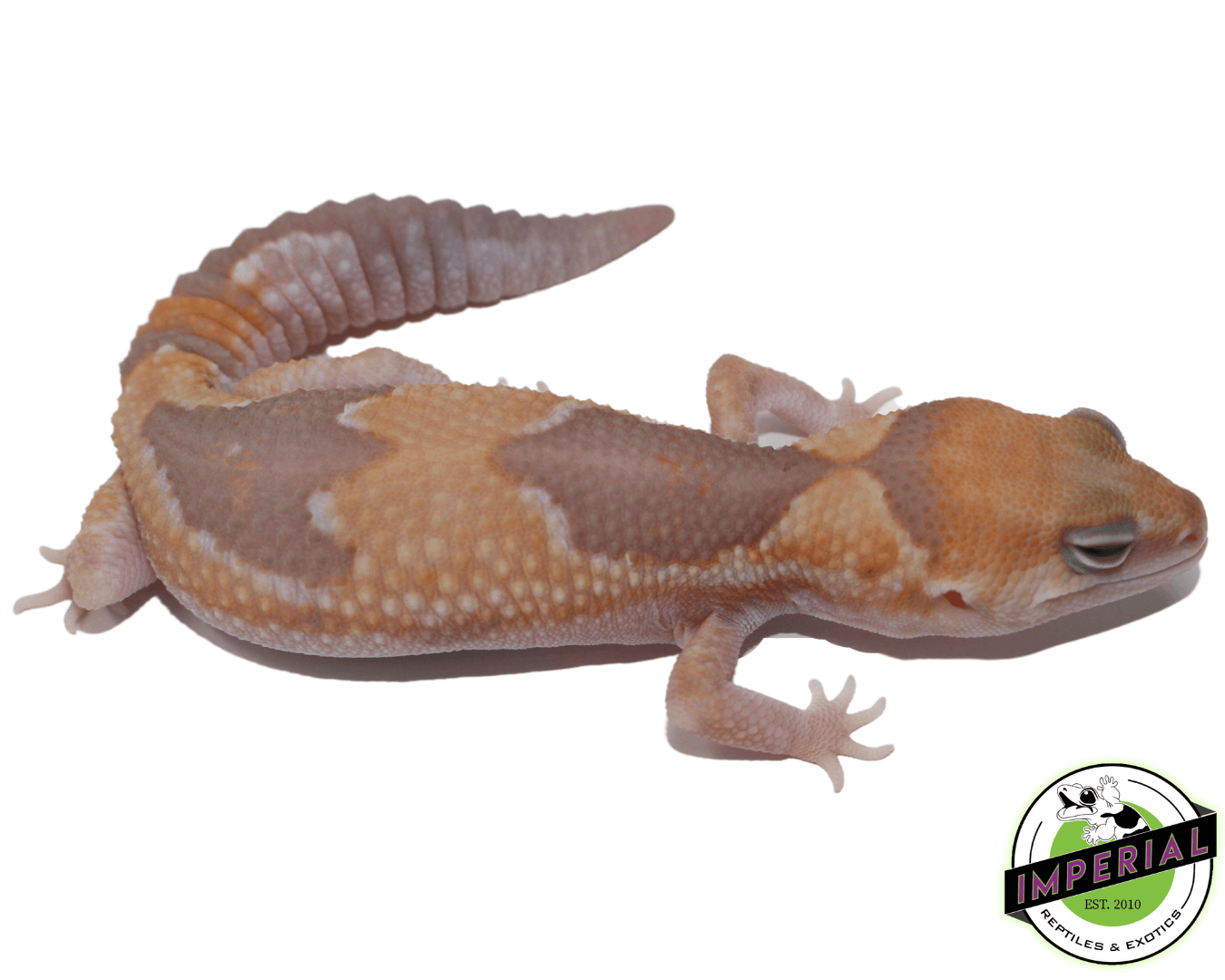 Caramel Zulu African Fat Tail gecko for sale, buy reptiles online