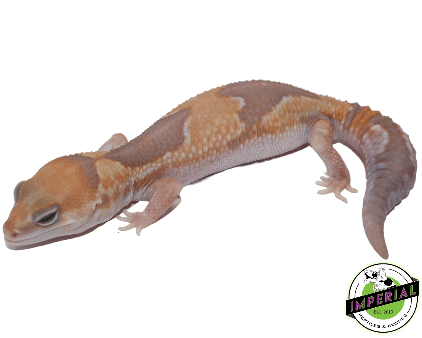 Caramel Zulu African Fat Tail gecko for sale, buy reptiles online