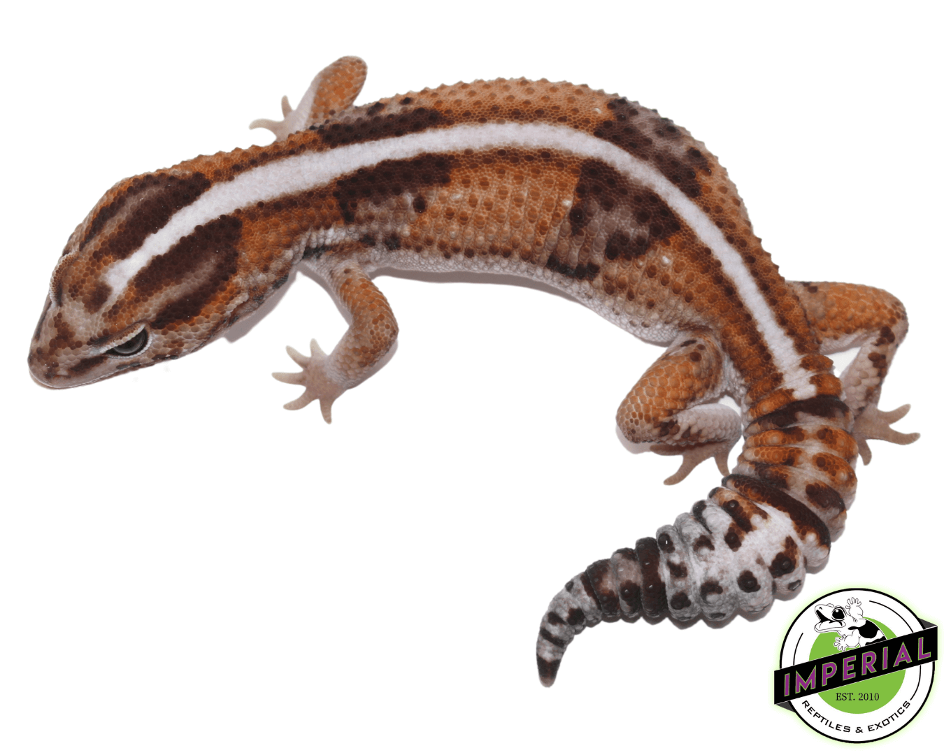 Tangerine Whiteout Het Oreo African Fat Tail gecko for sale, buy reptiles online