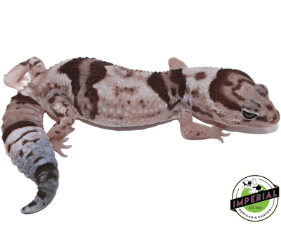 Whiteout Oreo African Fat Tail gecko for sale, buy reptiles online
