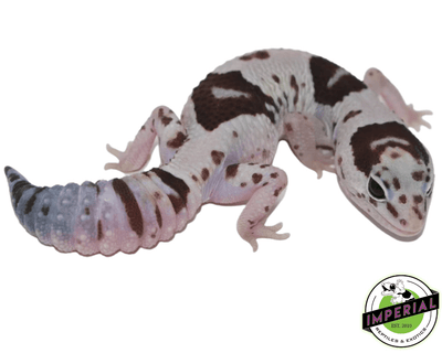 Whiteout Oreo Het Caramel African Fat Tail gecko for sale, buy reptiles online