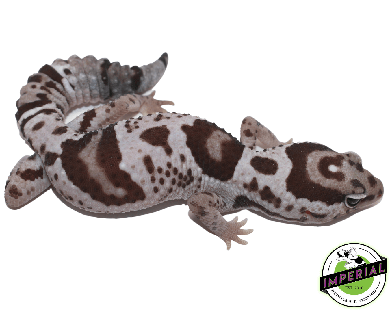 Whiteout Oreo Het Caramel African Fat Tail gecko for sale, buy reptiles online