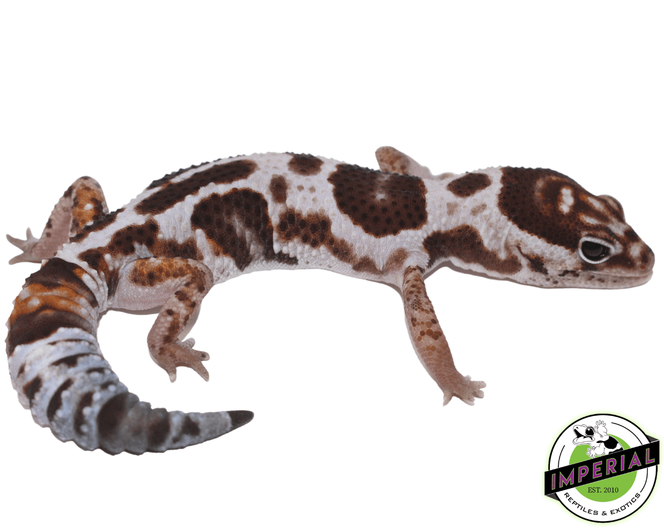 Whiteout PH Oreo African Fat Tail gecko for sale, buy reptiles online