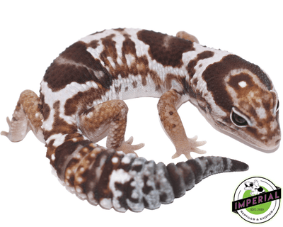 aberrant whiteout het snow African Fat Tail gecko for sale, buy reptiles online