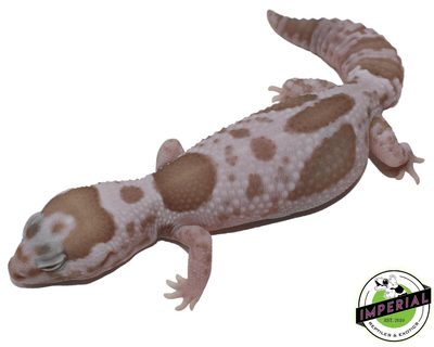 aberrant whiteout snow African Fat Tail gecko for sale, buy reptiles online