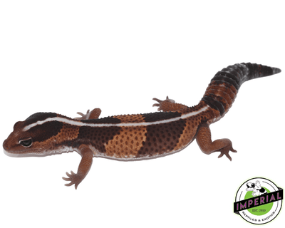 Striped African Fat Tail gecko for sale, buy reptiles online