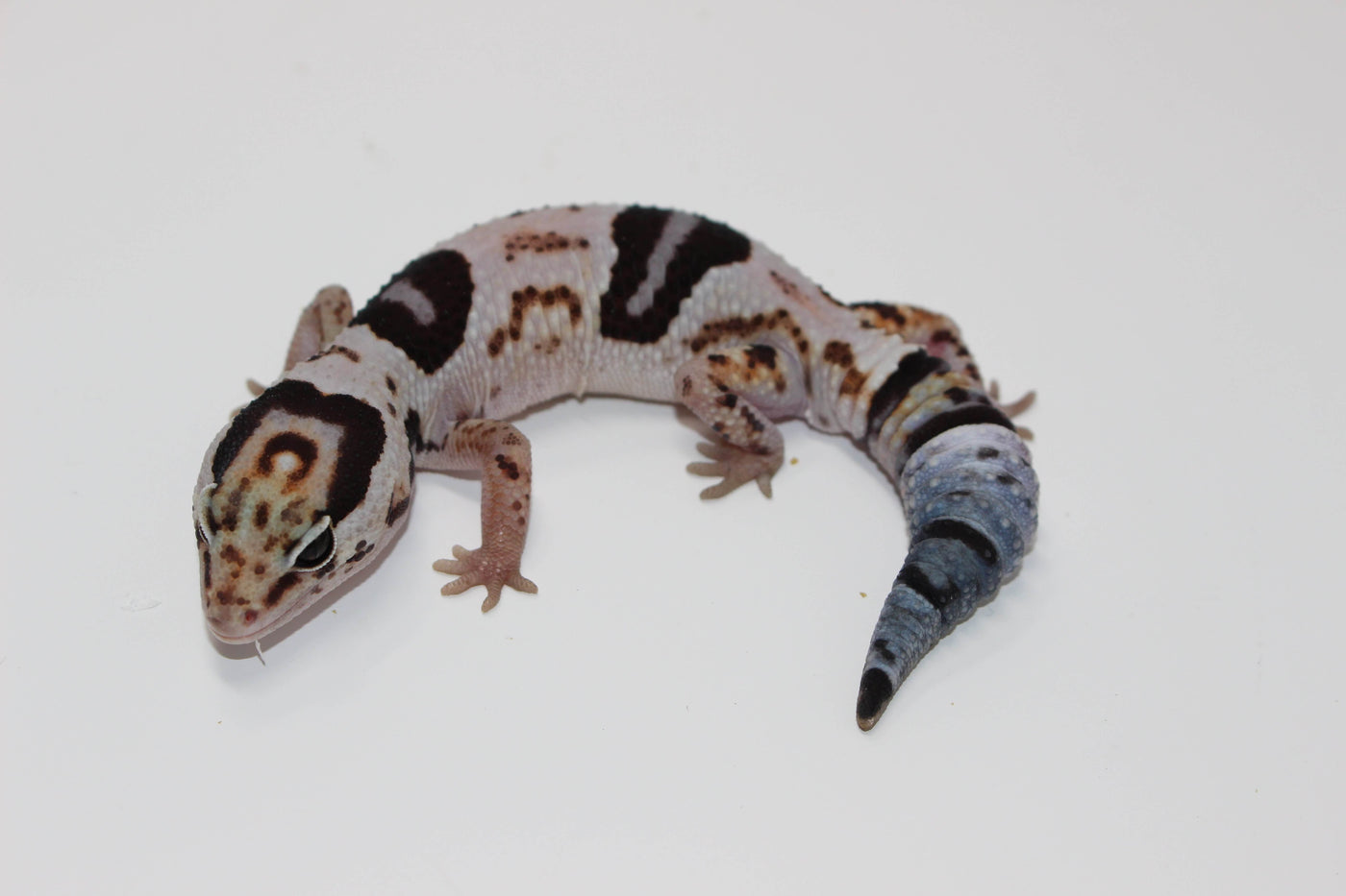 whiteout het oreo African Fat Tail gecko for sale, buy reptiles online