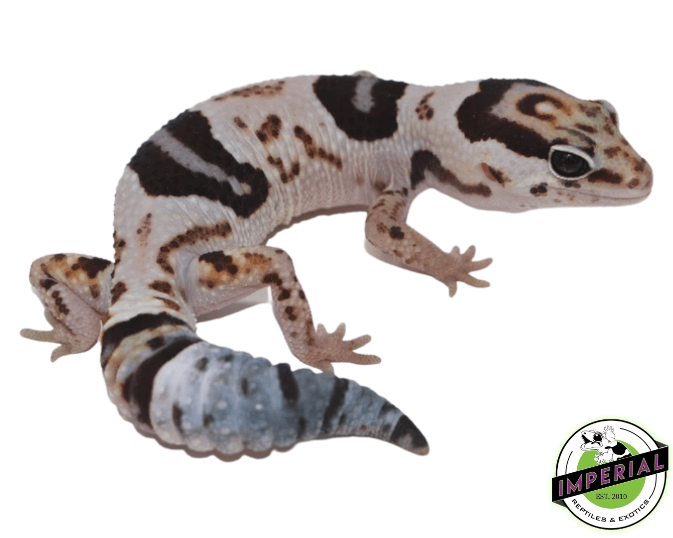 whiteout het oreo African Fat Tail gecko for sale, buy reptiles online