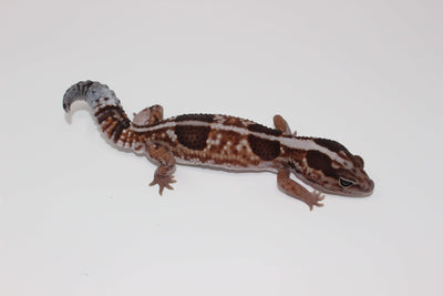 whiteout ph caramel zulu African Fat Tail gecko for sale, buy reptiles online