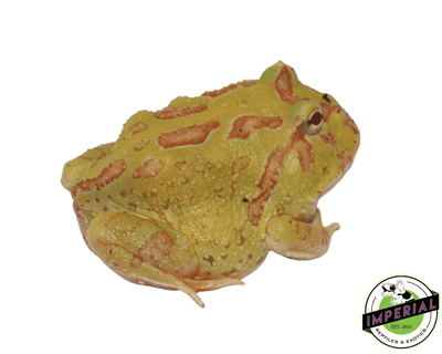 albino 4 spot pacman frog for sale, buy amphibians online
