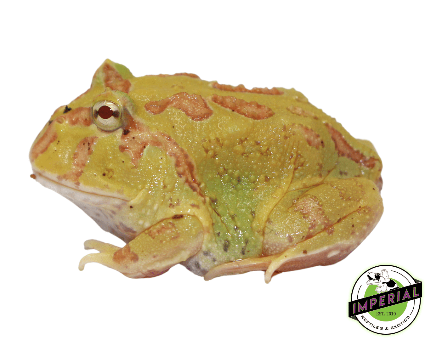4 Spot Albino Pacman For Sale - Imperial Reptiles – IMPERIAL REPTILES