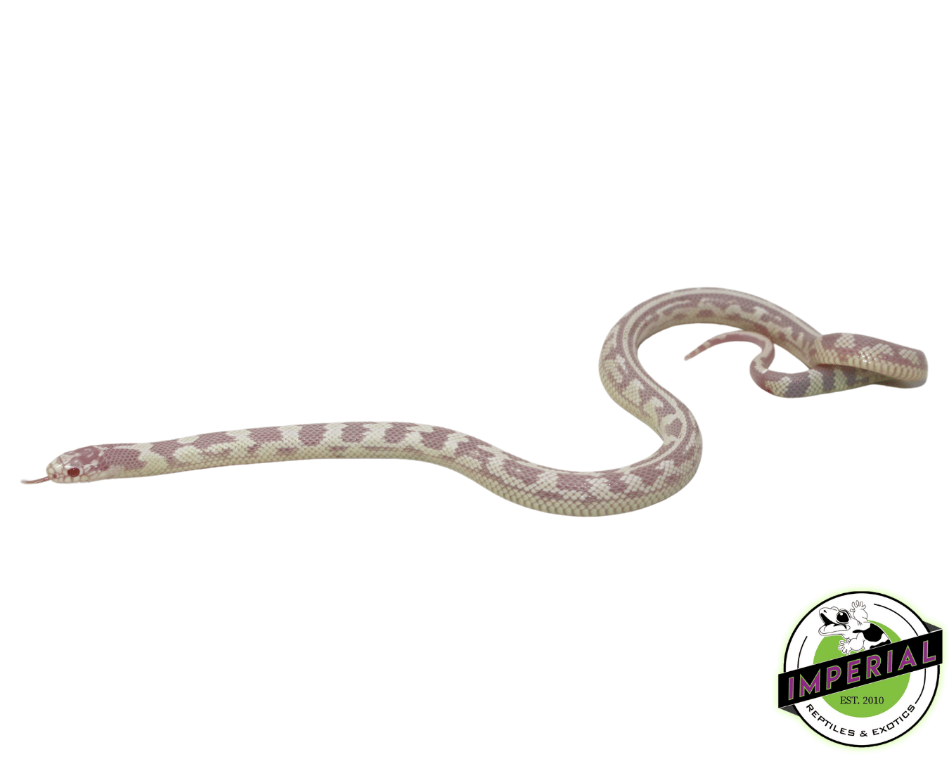 Albino Aberrant California Kingsnake For Sale - Imperial Reptiles ...