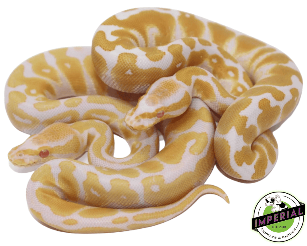 Baby Albino Ball Pythons