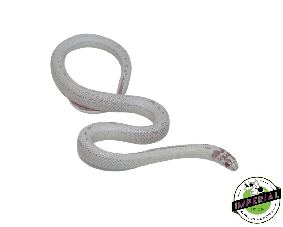 Albino Banana California Kingsnake For Sale - Imperial Reptiles