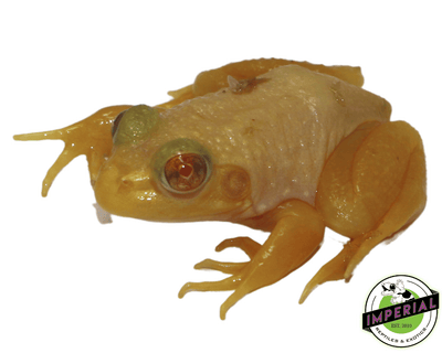 albino bullfrog for sale online at cheap prices