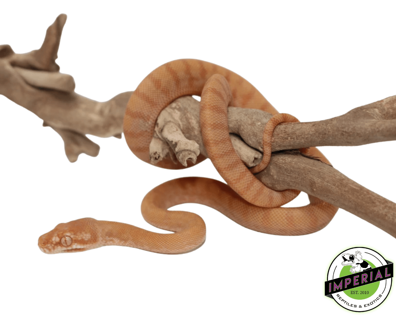 albino darwins carpet python for sale, buy reptiles online