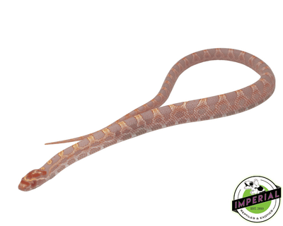 Albino Extreme Okeetee corn snake for sale, buy reptiles online