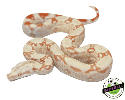 albino colombian boa constrictor for sale, buy reptiles online
