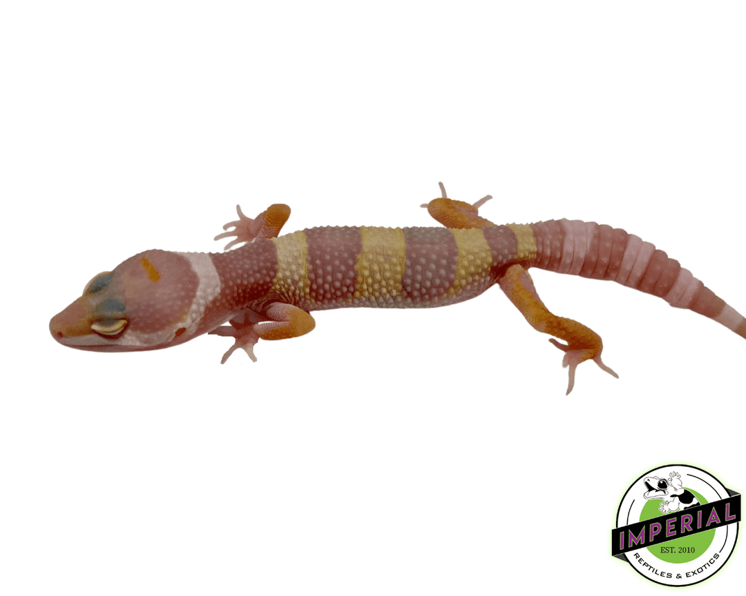 Baby Tremper Albino Leopard Gecko