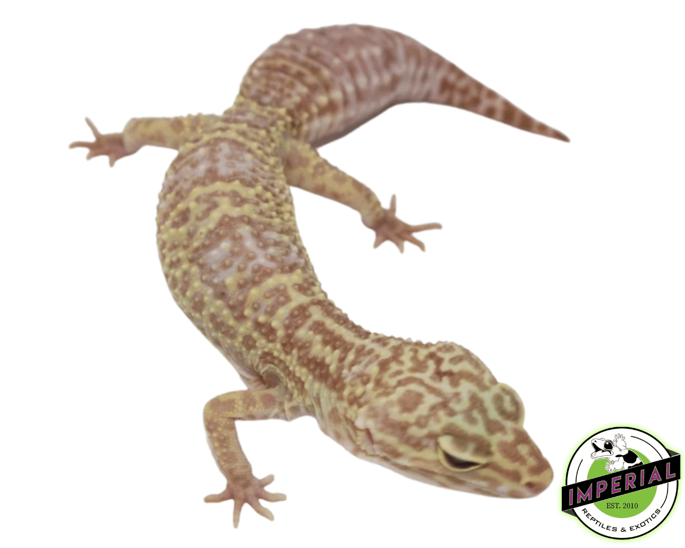 albino leopard gecko for sale, buy reptiles online