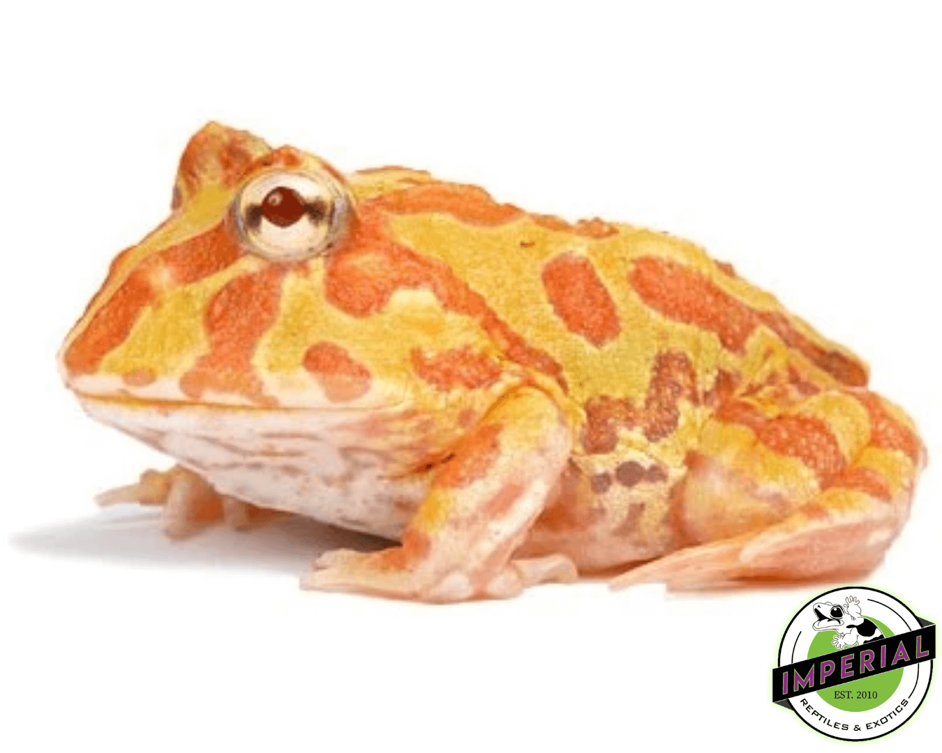 Albino pacman frog for sale, buy amphibians online