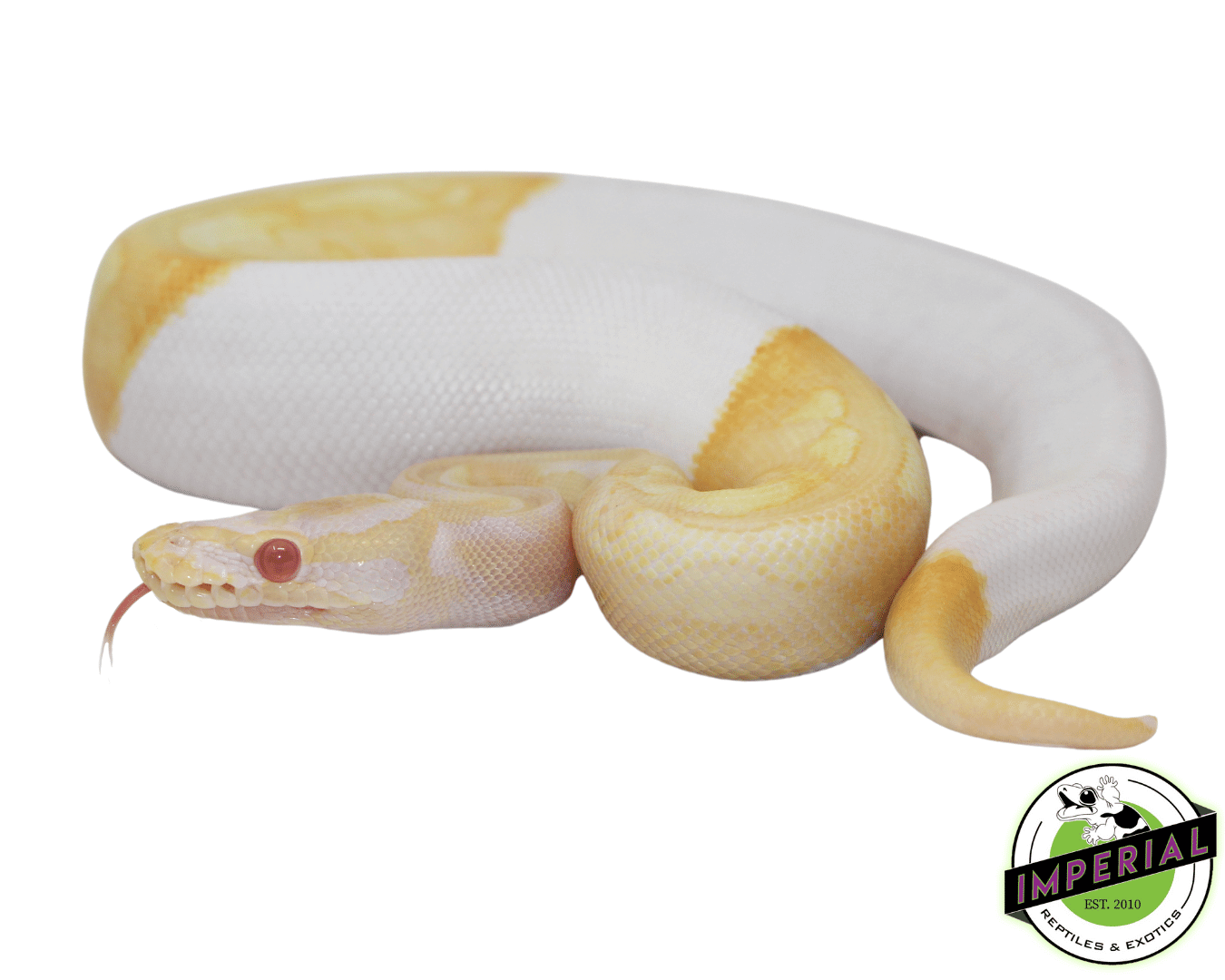 Albino Pied Ball Python