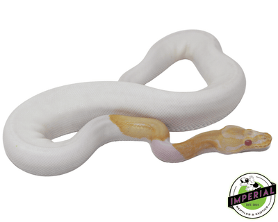 albino pied ball python for sale online at cheap prices