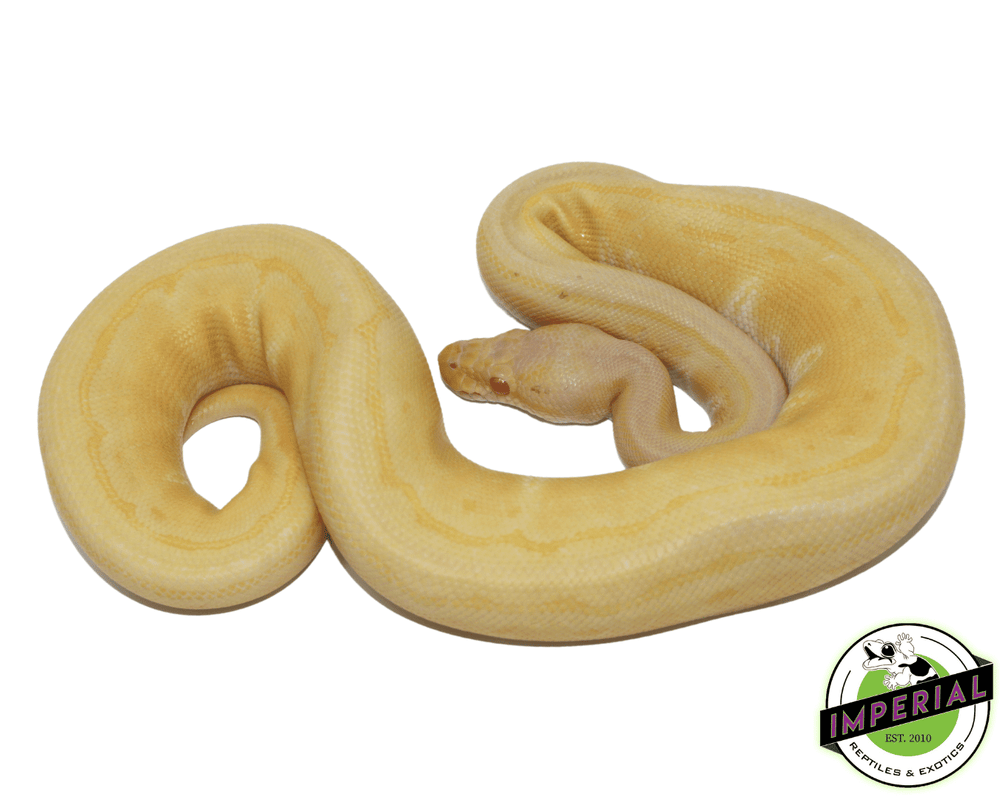 Python Snake Cost Albino Snake Python