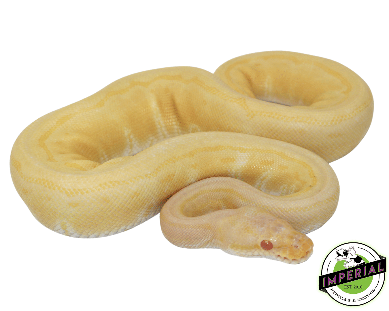 albino pinstripe ball python for sale, buy ball pythons for sale online at cheap prices