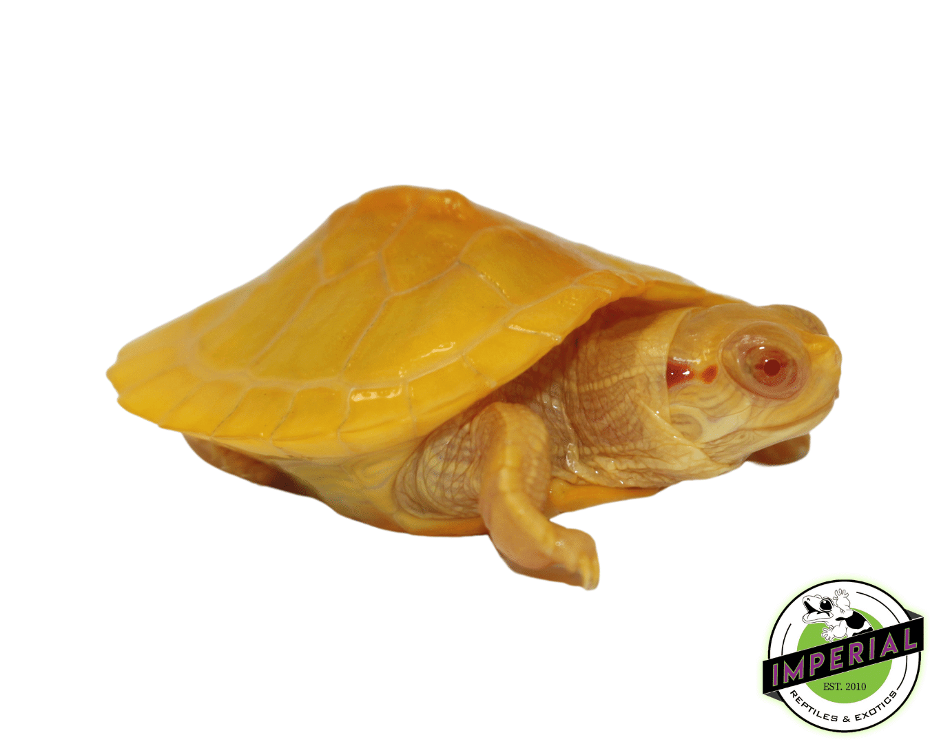 albino red ear slider turtle for sale, buy reptiles online