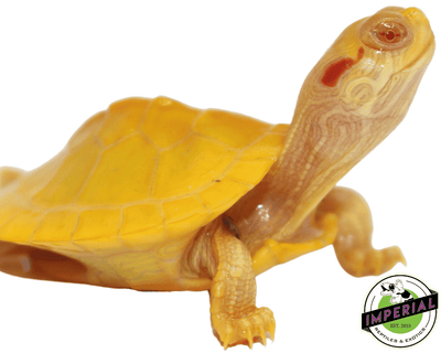 albino red ear slider turtle for sale, buy reptiles online