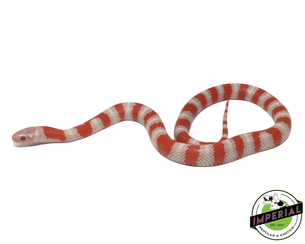 Albino Ruthven's Kingsnake For Sale - Imperial Reptiles – IMPERIAL REPTILES  & EXOTICS