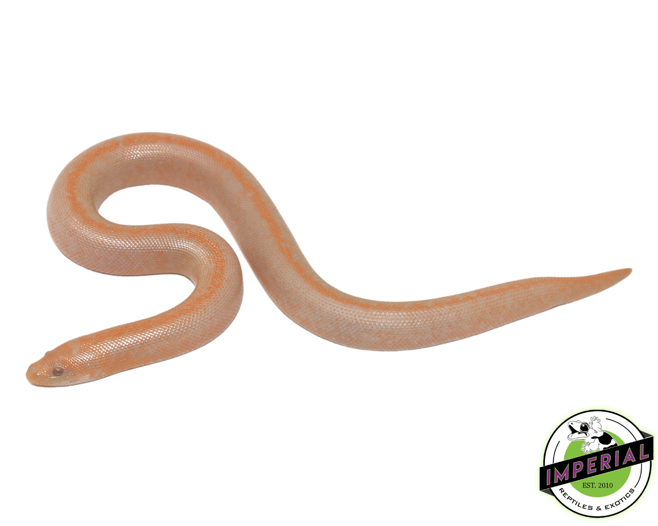 Albino Stripe Kenyan Sand Boa For Sale - Imperial Reptiles – IMPERIAL ...