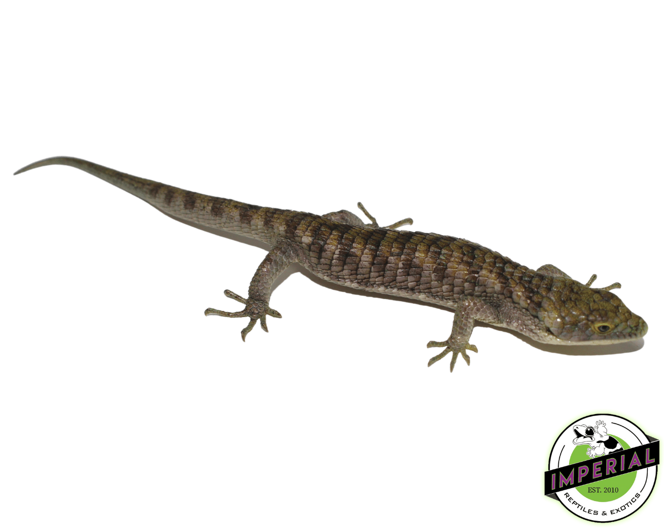 Mexican Alligator Lizard Abronia graminea For Sale Imperial Reptiles