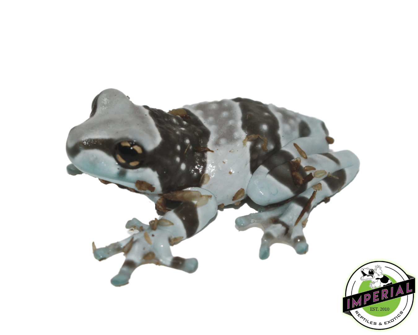 amazon milk frog for sale, buy amphibians online