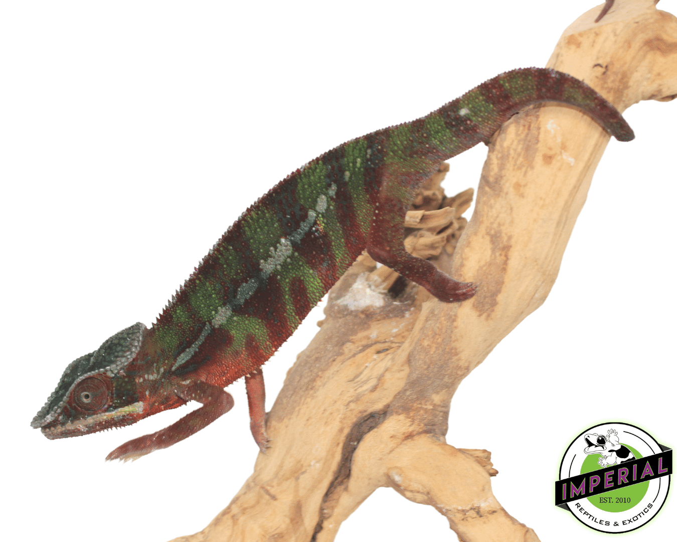 ambilobe panther chameleon for sale, buy reptiles online