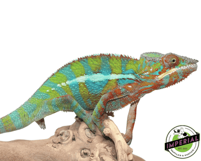 ambilobe panther chameleon for sale, buy reptiles online