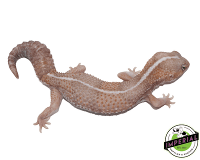 Amel stripe african Fat Tail gecko for sale, buy reptiles online