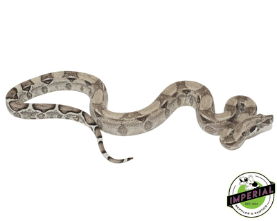 Boa for sale, buy boas online at cheap prices