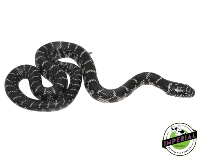 fl anery kingsnake for sale online at cheap prices, buy reptiles online 