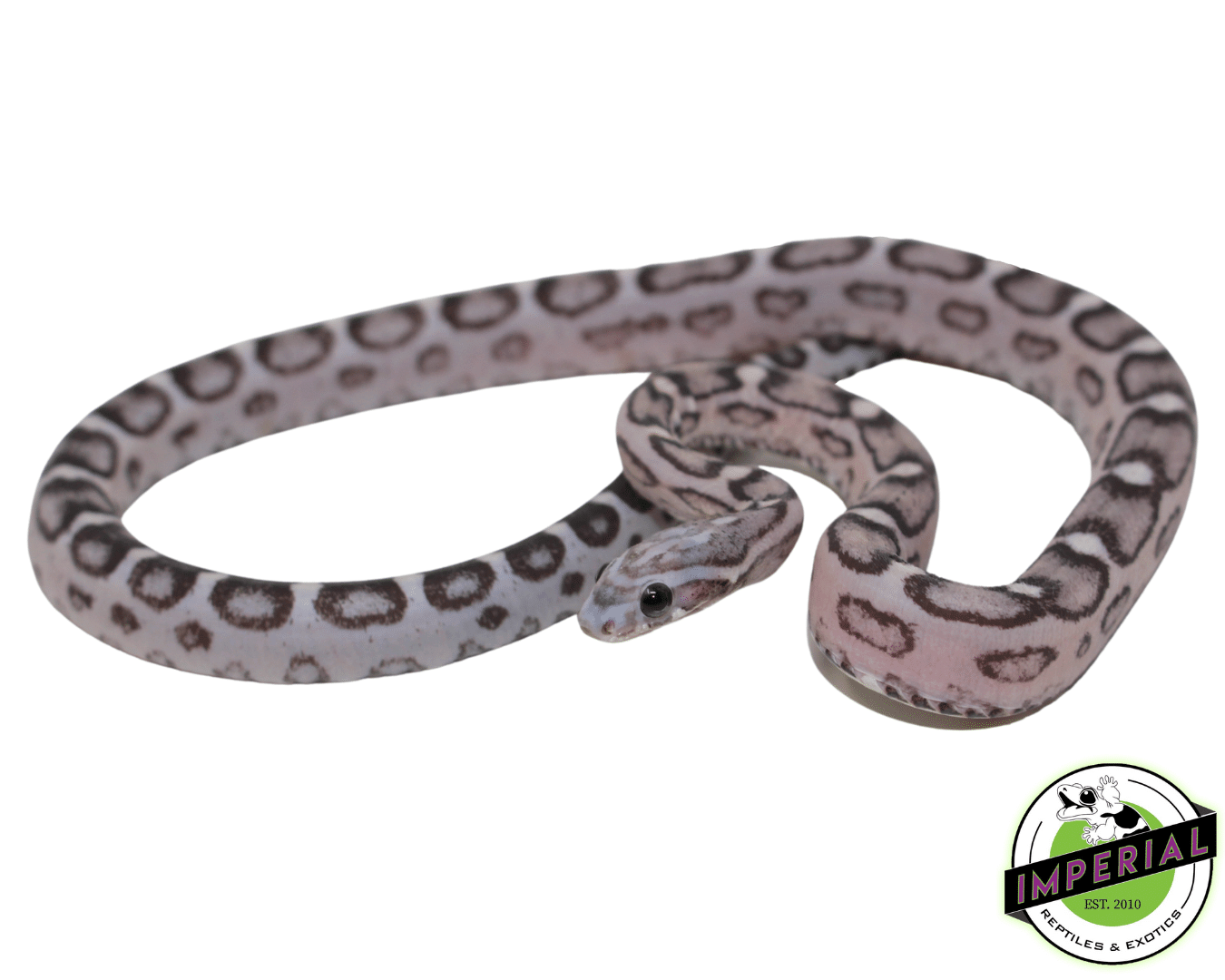 Scaleless Corn Snake