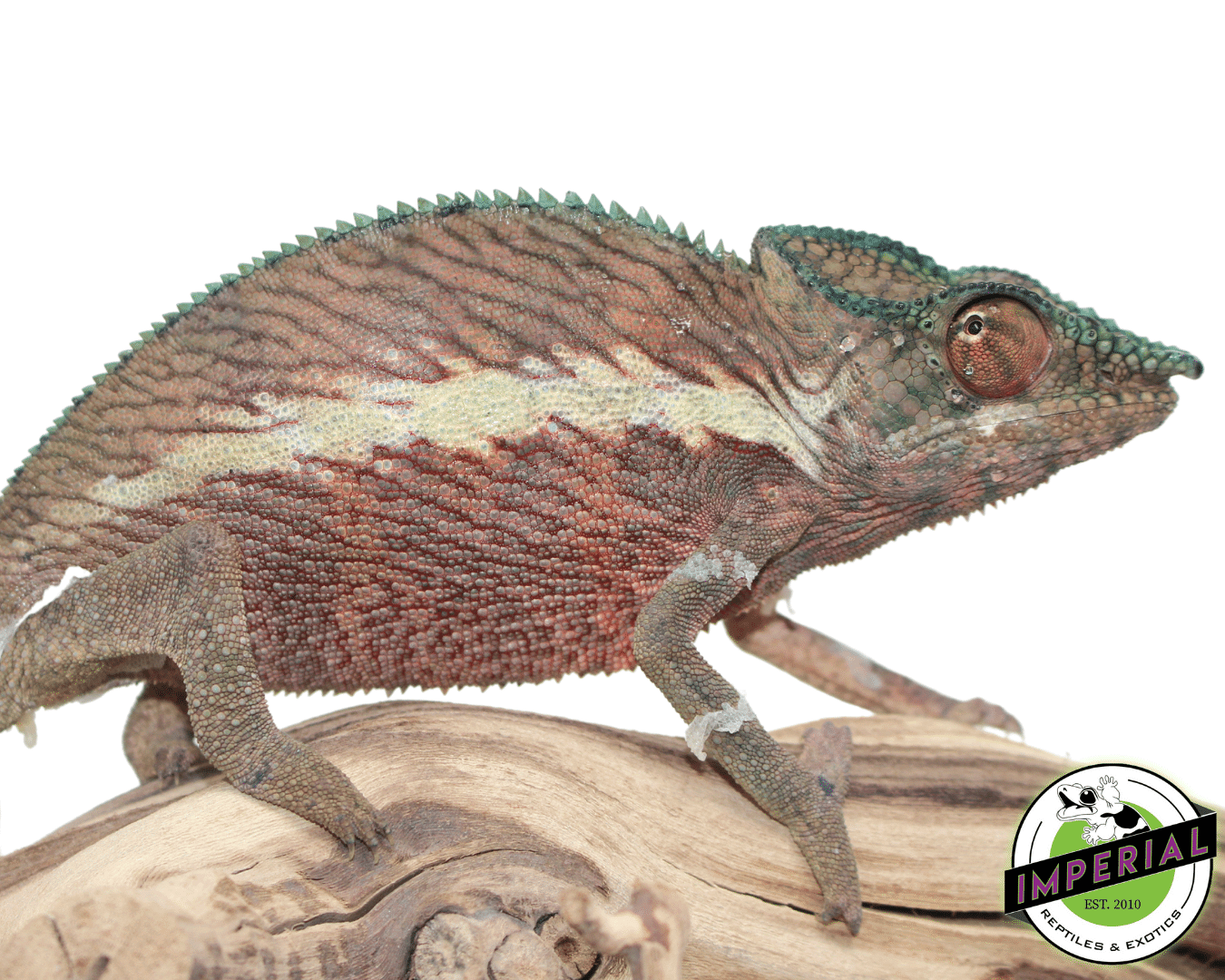 ankarmy panther chameleon for sale, buy reptiles online