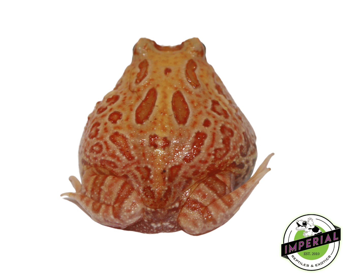 apricot pacman frog for sale, buy amphibians online