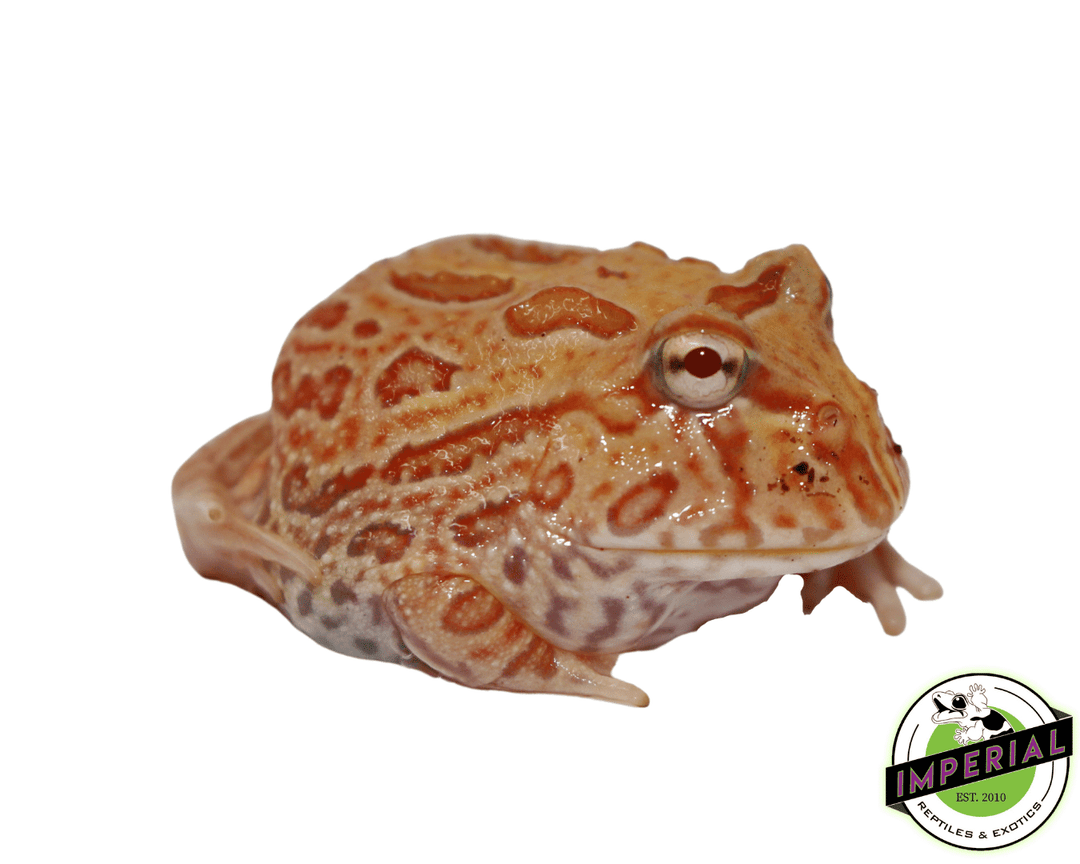 Apricot Pacman Frog For Sale Imperial Reptiles – IMPERIAL