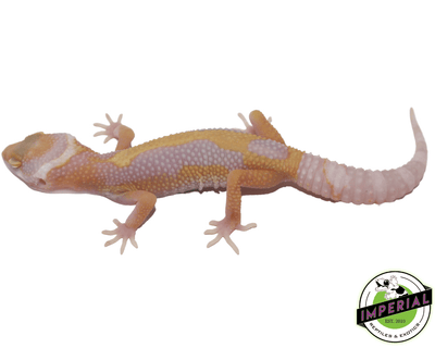 aptor leopard gecko for sale, buy reptiles online