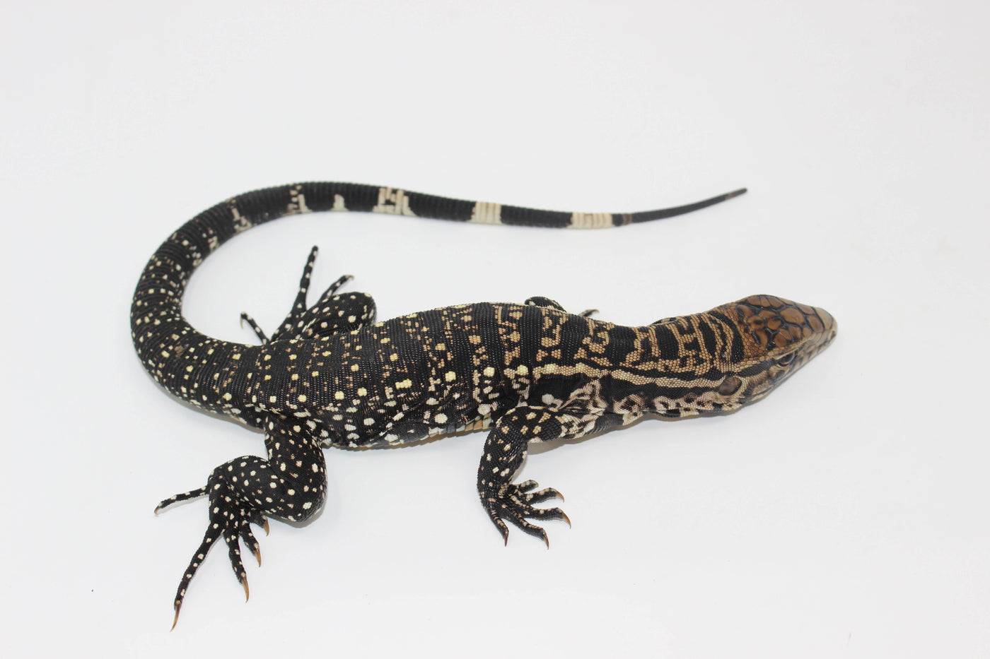 argentine black and white tegu for sale, buy reptiles online