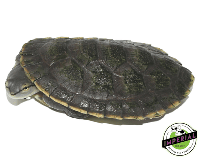 argentine sideneck turtle for sale, buy reptiles online