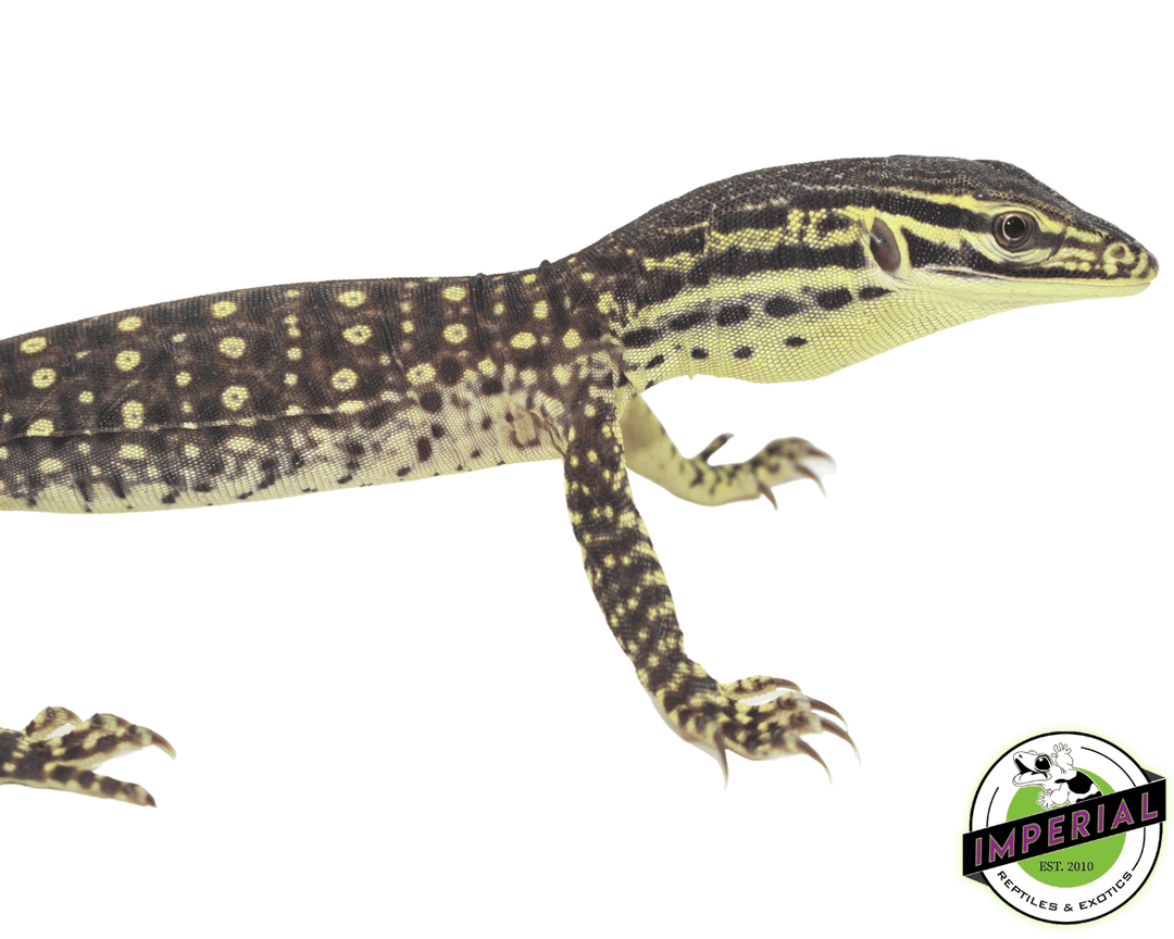 Argus Monitor For Sale - Imperial Reptiles – IMPERIAL REPTILES 