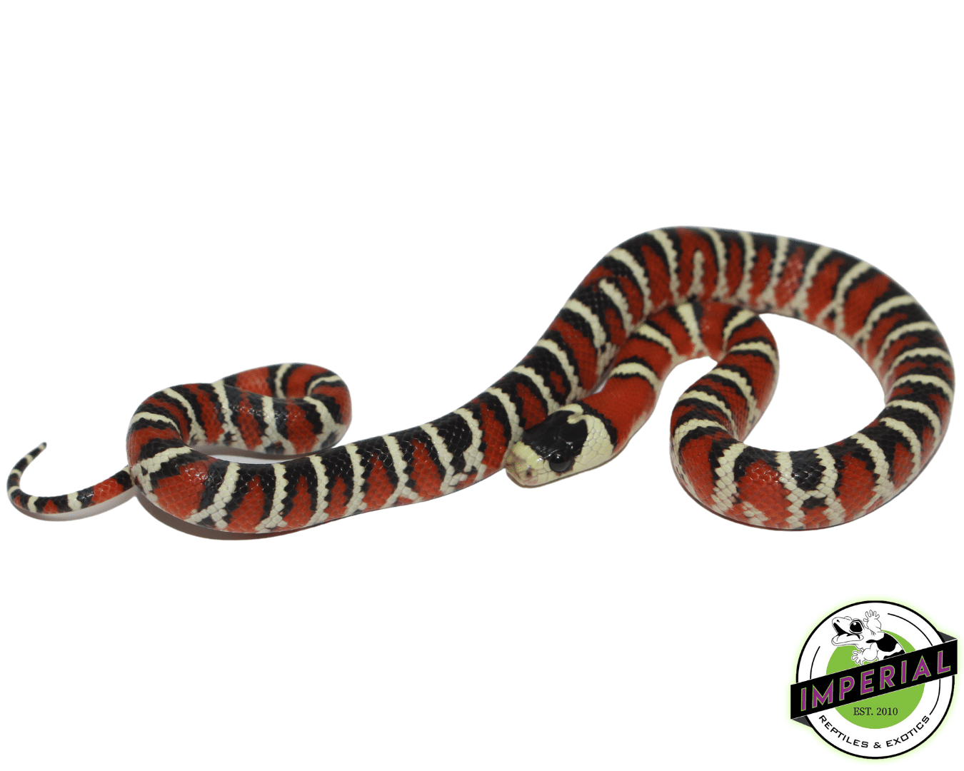 arizona mountain kingsnake for sale, buy reptiles online at cheap prices
