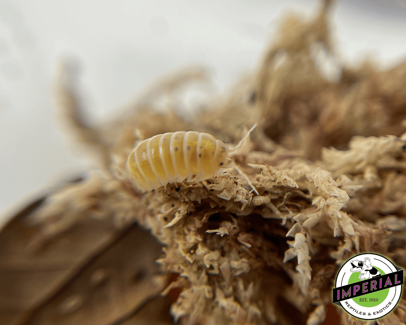 Armadillidium vulgare "Japanese Potion" Isopods For Sale - Imperial